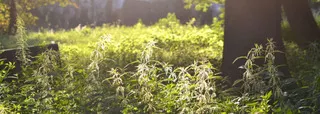 Antibiotika aus der Natur